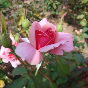 Розовые сады