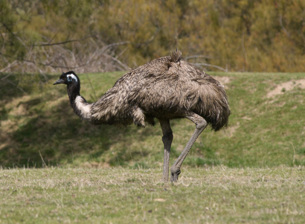 Tidbinbilla Park - ostrich