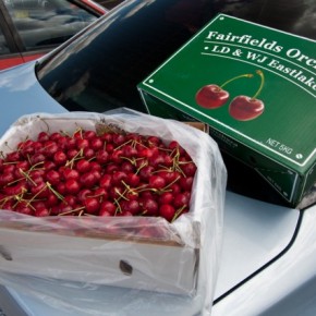Young Cherry Festival - 2011
