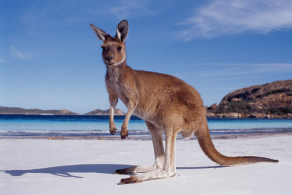 western-australia-kangaroo-beach