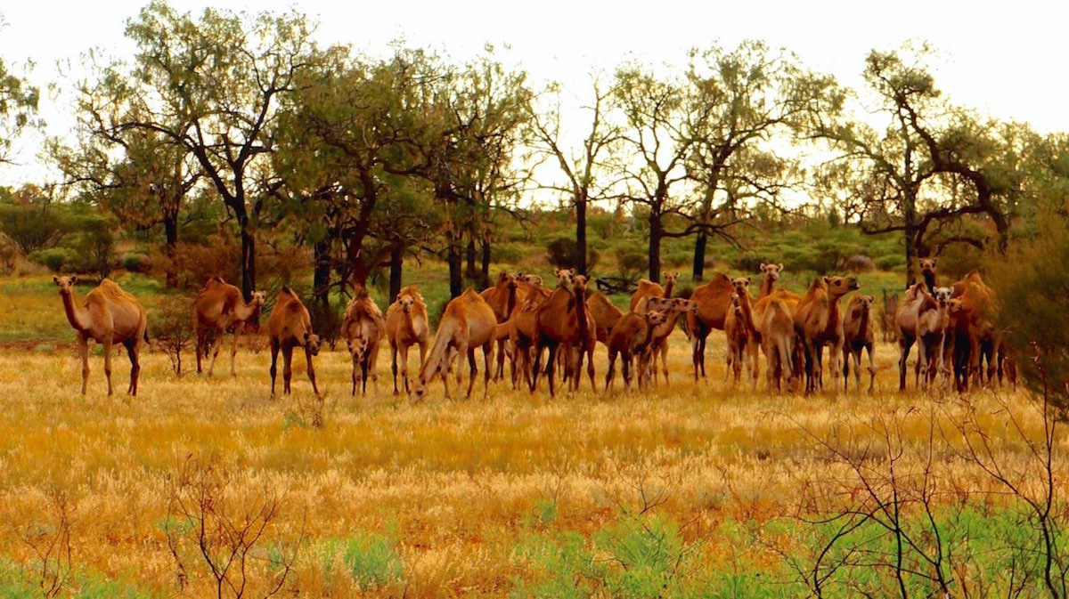 http://www.canberranovosti.com/wp-content/uploads/2015/08/Camels-21.jpg