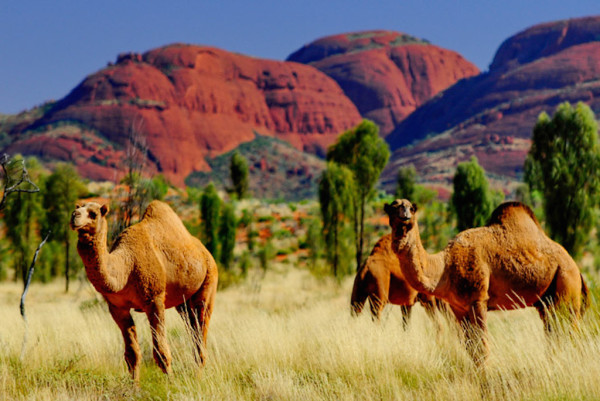 Camels 4