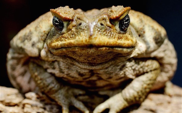 cane-toad