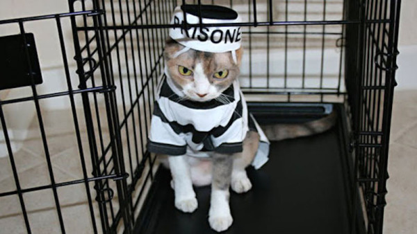 prison-cat