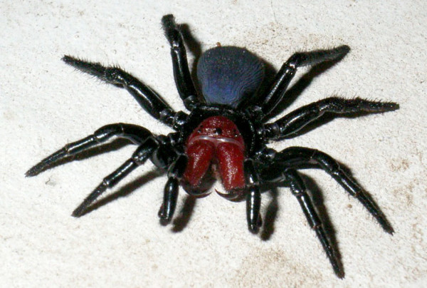 mouse-spider