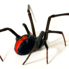 О пауках в Австралии