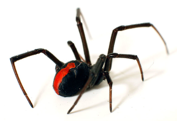 redback-spider