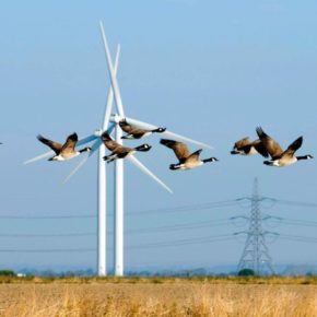 О проблеме птиц и ветряной энергетики