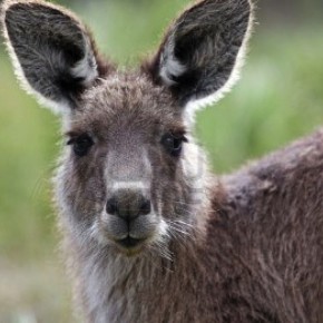 Суд отсрочил отстрел кенгуру в Канберре