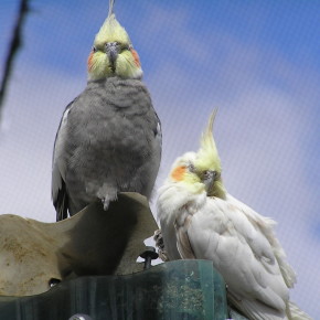 Канберрский Парк птиц