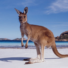Австралия - лучше место для туристов в 2016 году