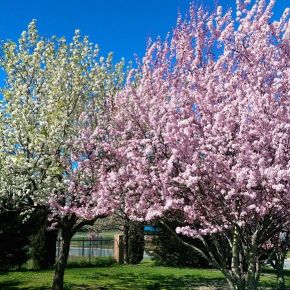 Весна в Кокингтон Грин