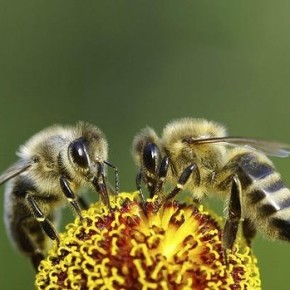 Новые правила для канберрских пчеловодов