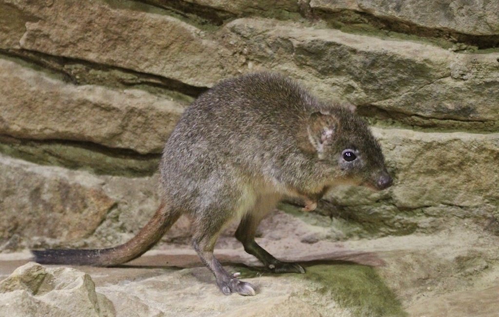 Зверек похожий на крысу. Кенгуровые крысы Австралии. Сумчатые крысы Австралии. Мускусная кенгуровая крыса. Кенгуровые крысы (сумчатые).