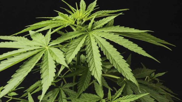Закон марихуаны новый выставка hydra севкабель отзывы